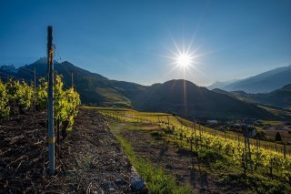 Vignes